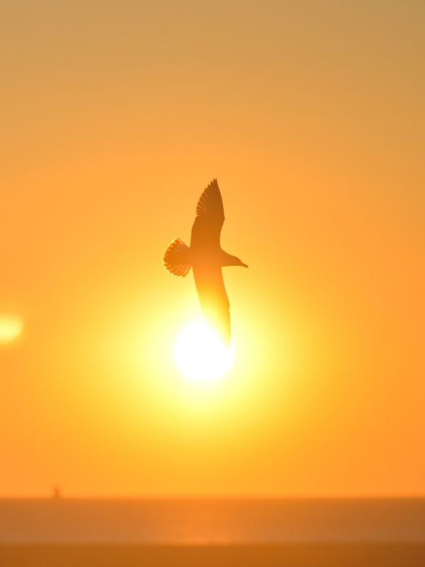 Ein Vogel der im Sonnenuntergang über dem Meer fliegt